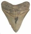 Serrated, Megalodon Tooth - South Carolina #47483-1